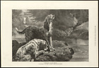 OTTERHOUND DOGS BY RIVER by BASIL BRODLEY ANTIQUE 1872 DOG ENGRAVED ART PRINT b3