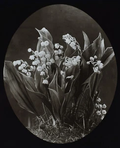 Foto LIRIOS DEL VALLE C1890 ANTIGUO ESTUDIO DE FLORES VICTORIANAS Linterna Mágica Diapositiva - Imagen 1 de 5