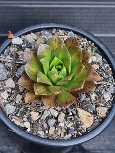 Aeonium 'Lemon Tea' Variegated - Picture 1 of 3