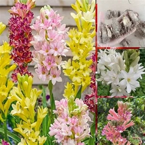 Tuberosa Bulbi,Tuberosa,Bulbo Erbaceo Perenne,Bulbo Profumato,Tuberosa Fiori,Pia - Foto 1 di 12