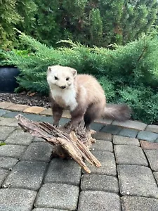 Ausgestopfter Marder auf Wurzel, Leder, Fell, Trophäe, Tierpräparation, Tepp - Bild 1 von 3