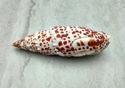 Papilis Mitra Pulido Concha Marina Mitre Papal (1 concha aprox. 3+ pulgadas) Foto 1 de 4