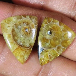 natural AMMONITE FOSSIL PAIR cabochon loose gemstone 29.35 Cts. (17 x 23 x 4 mm) - Picture 1 of 6