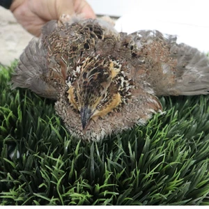 Georgia Giant Quail Hatching Eggs - Picture 1 of 16