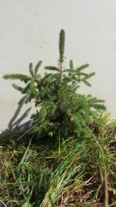 Fast Growing NORWAY SPRUCE TREE 16"-24" Fresh dug 5 year Transplant Wind Privacy - Picture 1 of 3