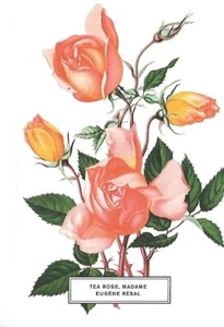 NUEVA Postal Flor - Rosa de Té, Madame Eugene Resal - aprox 4 x 6" - Imagen 1 de 2