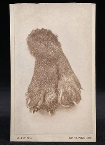 VERY RARE CDV - SEVERED FOX OR WOLF PAW  - USED AS COLLECTING BOUNTY OR  REWARD - Picture 1 of 3