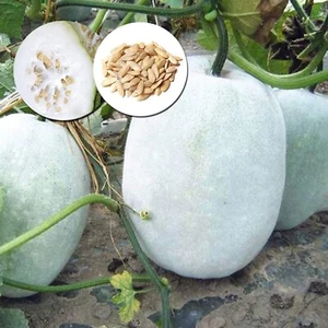 Ash gourd ( Puhul ) Seeds 50g free shipping world wide - Picture 1 of 4