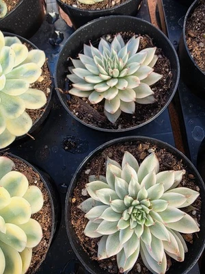 Imported  silver star var. succulent 1pc - Image 1 of 2