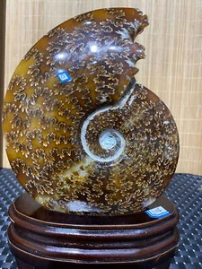 2,28 Pfund natürlicher Ammonit Fossil Muschel Quarz Kristall Mineral Probe Reiki Heilung - Bild 1 von 6