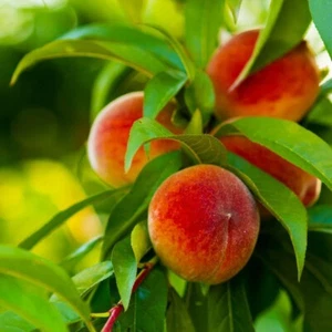 2 Elberta Peach Trees(12-18inches tall) Self Pollinating! Delicious and ORGANIC - Picture 1 of 4