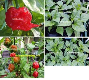Carolina Reaper Chilli Plant (Red) - The World's Official Hottest Chilli Pepper! - Picture 1 of 4