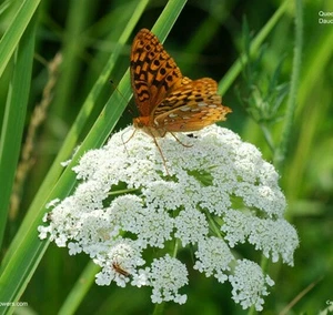 100+ semi di pizzo biologici della regina Anna ~ carota selvatica *spedizione gratuita negli Stati Uniti* - Foto 1 di 3