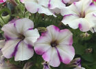 50 Samen Petunien Wei mit Violettem Rand Petunia hngend Garten Dauerblher