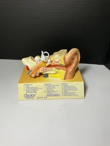 1994 HUMAN EAR MODEL ANATOMY MEDICAL ADVETISING PROMOTION FOR CECLOR CEFACLOR - Picture 1 of 8