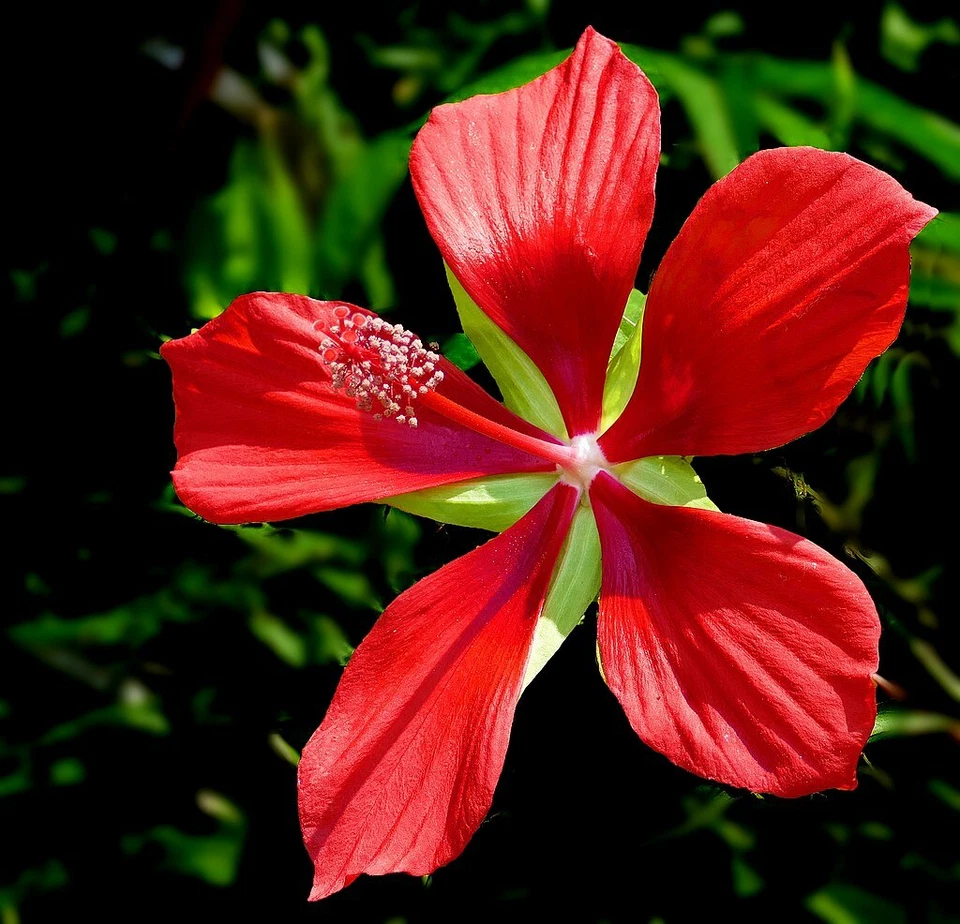 20 graines d' ETOILE DU TEXAS(Hibiscus Coccineus)G33 TEXAS STAR SEEDS SAMEN SEMI