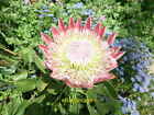 Photo 12x8 King Protea in the Great Glasshouse Llanarthne This is the nati c2021