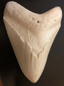 Nice white GEORGIA MEGALODON TOOTH REPLICA 3&5/8" great serrations - Picture 1 of 2