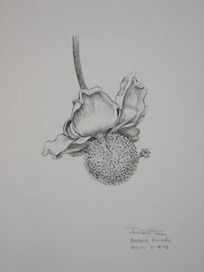 Ray Harm fiore baobob #1 schizzo africano firmato stampa artistica - Foto 1 di 1