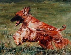 Afghan Hound Signed Dog Print by Susan Harper Unmounted - Picture 1 of 2