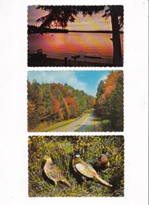 Vintage PRESCOTT, ONTARIO 3 CARTOLINE SCENE AUTUNNALI E FAGIANI - Foto 1 di 2
