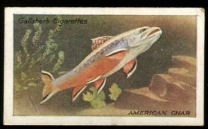 Tobacco Card, Gallaher, THE ZOO AQUARIUM, 1924, American Char, #67