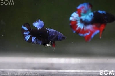 LIVE BETTA FEMALE HMPK GORDON GALAXY DUST | BOM-A505 - Image 1 of 4