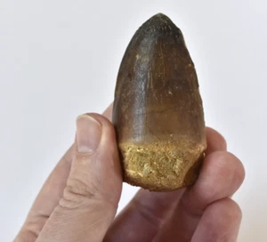 Prognathodon currii Tooth Fossil – Excellent Preservation – Large 2.5" - Morocco - Picture 1 of 7