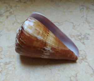 Conus maldivus generalis nice Pattern Nature massive 85.5 mm red sea shell - Picture 1 of 12