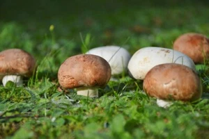 Thai Herbal Freeze Dried Agaricus Blazie Mushroom Powder 50, 100, 250, 1000 gms - Picture 1 of 1