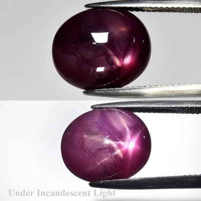 💎 14.45ct Oval Purplish Red 6 Ray Star Ruby - Heated Glass Filled, Tanzania Gem - Image 1 of 4