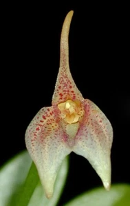 Masdevallia guttulata - Picture 1 of 2