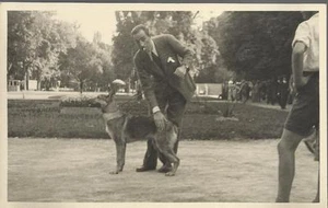 FOTOGRAFIA ORIGINALE _ MILANO - BOSCHETTO_ESPOSIZIONE CANINA_1934?_ CANE IN POSA - Bild 1 von 1