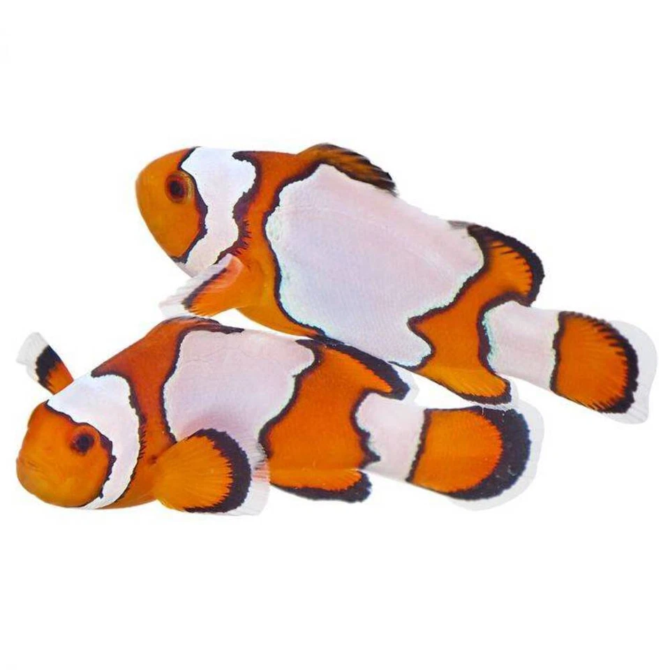 Paquete de 2 peces payaso Ocellaris copo de nieve - peces vivos de acuario de agua salada criados en cautiverio Foto 1 de 1