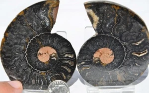 Large Black Ammonite PAIR Crystals 110myo Dinosaur age FOSSIL 75mm 3.0" 9430ee - Picture 1 of 4