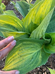 Hosta ‘ Sally and Bob ’ Plantain Lily Plant Shipping Spring 2025 - Picture 1 of 2