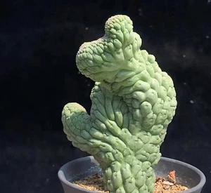 Lavrania cactiformis var. felinum WYSIWYG Cristata Boutique - Picture 1 of 6