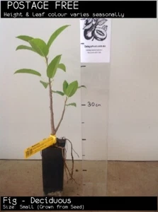 Fig - Deciduous (Ficus superba) Tree Plant - Picture 1 of 6