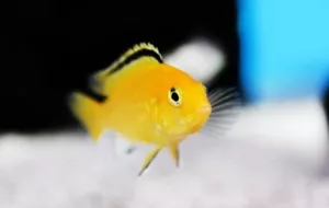 2 Yellow Lab Cichlids (Labidochromis caeruleus) - Picture 1 of 2