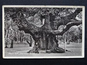 Postal antigua Robin Hood de Nottinghamshire SHERWOOD FOREST MAYOR ROBLE - Imagen 1 de 3