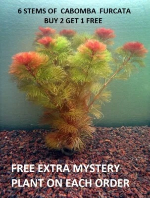 Red Cabomba Piauhyensis Furcata Fanwort Bunch Live Aquarium Plants BUY2GET1FREE - Image 1 of 4
