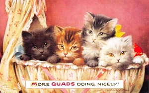 BAMFORTH VIEL GLÜCK SERIE POSTKARTE NR G 170 KATZE D STURM UNGEBRAUCHT SEHR GUT - Bild 1 von 2