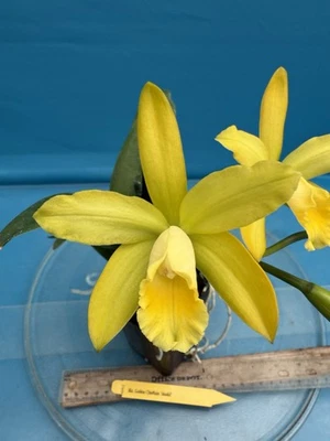 Cattleya Rlc Golden Chieftain ‘Akukii’ Golden Yellow Blooming Orchid 4” Pot - Image 1 of 4