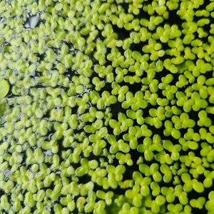 Duckweed - hundreds of individual plants - 13g- aquarium, pond and koi safe - Picture 1 of 4