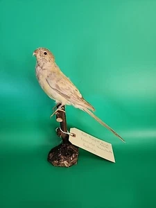 Taxidermia de montaje de pájaro BJ54 loro rojo grupado (Psephotus Haematonotus) - Imagen 1 de 5