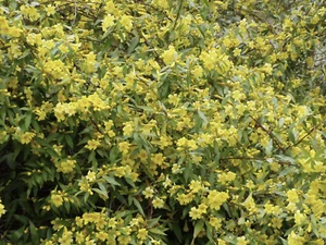 Carolina Jessamine - Gelsemium sempervirens - 25 Plants in 3-1/4 inch Pots - Picture 1 of 4