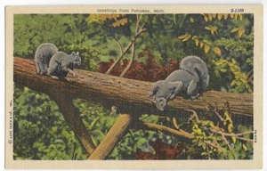 COUNTRY SCENE,2 SQUIRRELS ON A BRANCH~GREETINGS FROM PETOSKEY,MI -CT 1947 - Picture 1 of 1