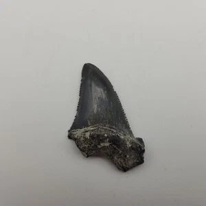 Fossil Megatooth Shark Tooth Carcharocles megalodon chubutensis Otodus - Picture 1 of 8