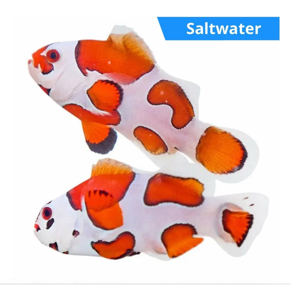 Pareja de peces payaso tormenta naranja Ora Foto 1 de 1