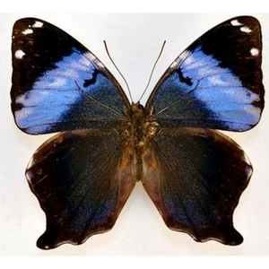 Nymphalidae - Butterfly - Prothoe franck uniformis (m) - Malaysia - Rare (30-2) - Picture 1 of 5